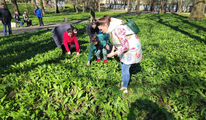 2. fotografia fotogalérie Medvedí cesnak - foto