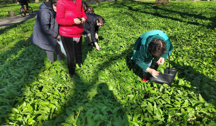 3. fotografia fotogalérie Medvedí cesnak - foto