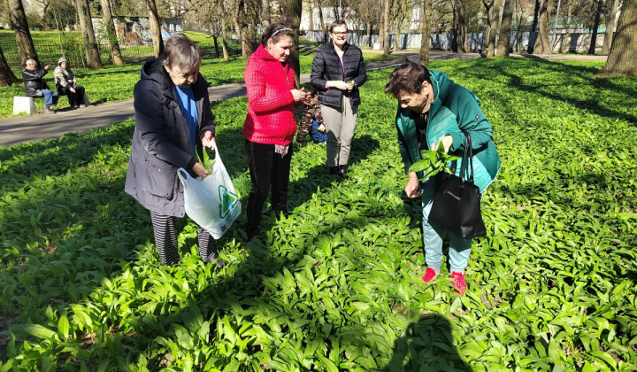 4. fotografia fotogalérie Medvedí cesnak - foto