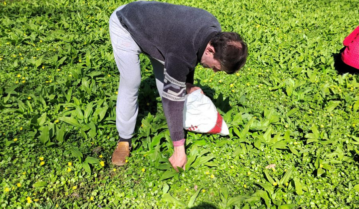 7. fotografia fotogalérie Medvedí cesnak - foto