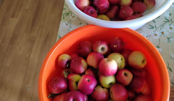 5. fotografia fotogalérie Jablkový Lumeňák - foto